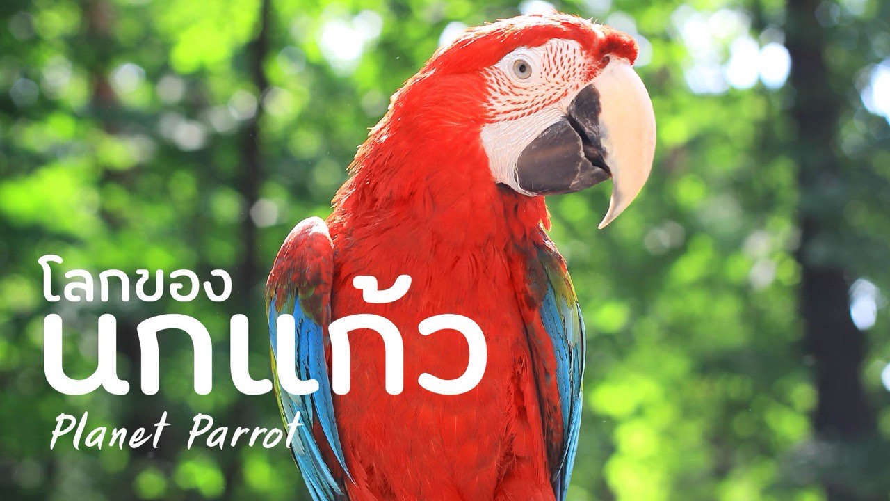 ภาพปกสารคดีเรื่อง Planet Parrot