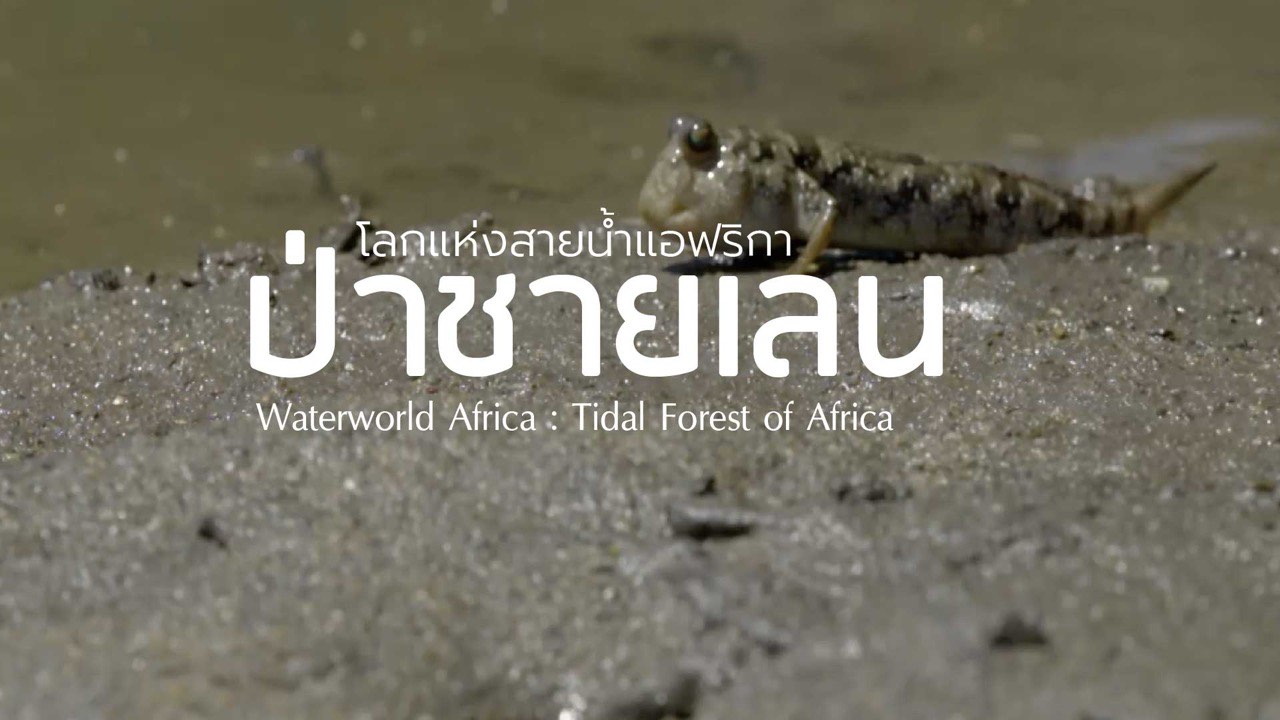 ภาพปกสารคดีเรื่อง Water World Africa: Tidal Forest of Africa EP.1